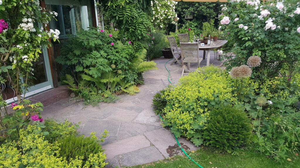 steinweg_mit_pflanzen